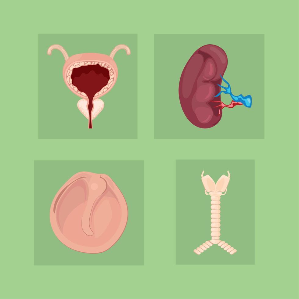 icons human organs anatomical Stock Free