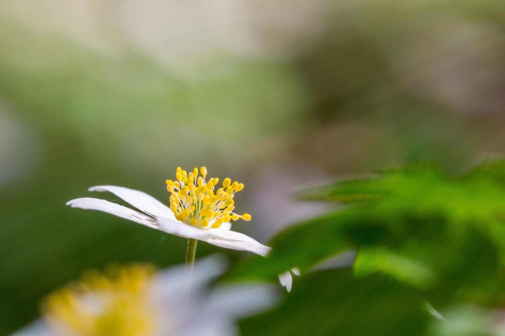 Isolated white flower in forest .beautiful bright blurry forest meadow with white flowers and sunlight, blurry trees in the background Stock Free