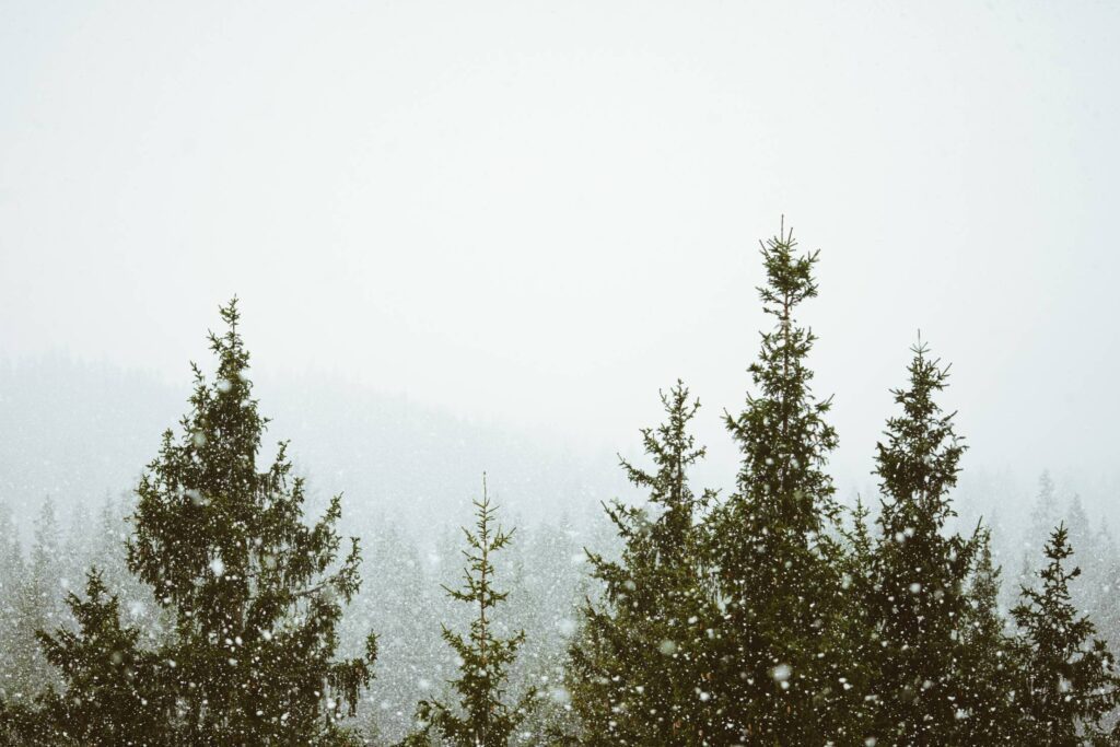 It’s Snowing in Forest Free Photo