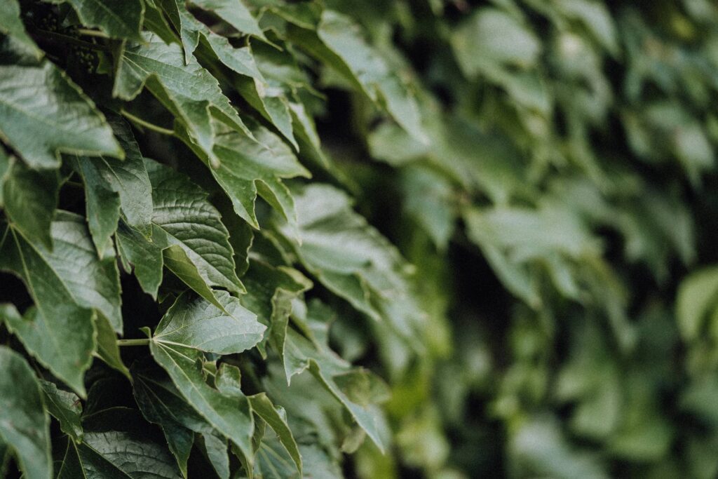 Ivy Leaves Close Up Free Photo