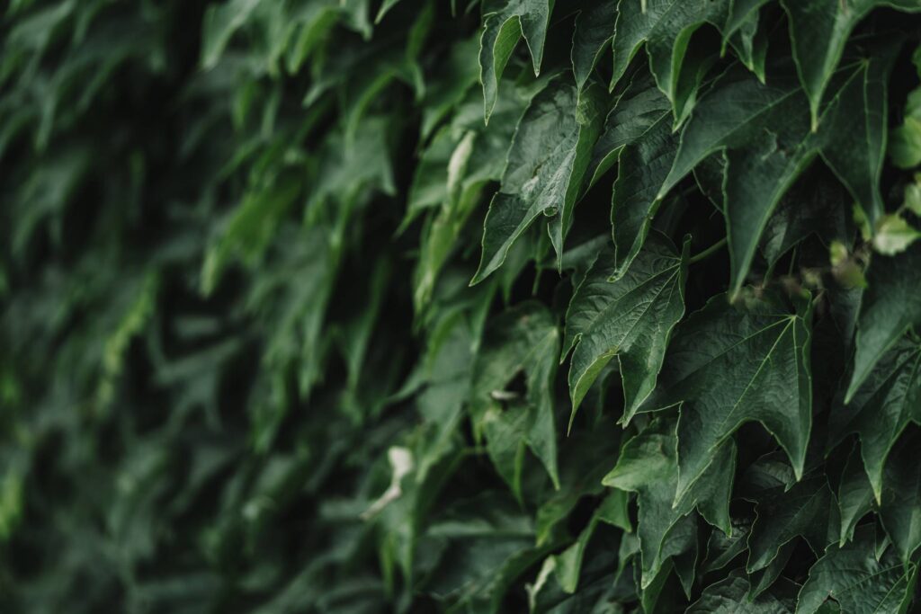 Ivy Leaves Free Photo