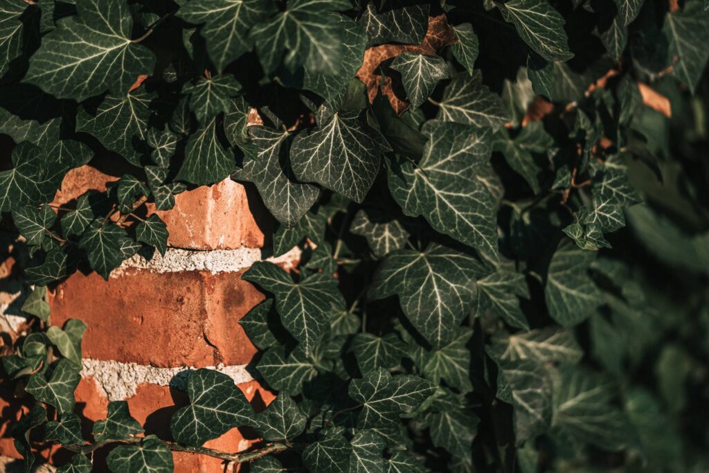 Ivy on a Brick Wall Free Photo