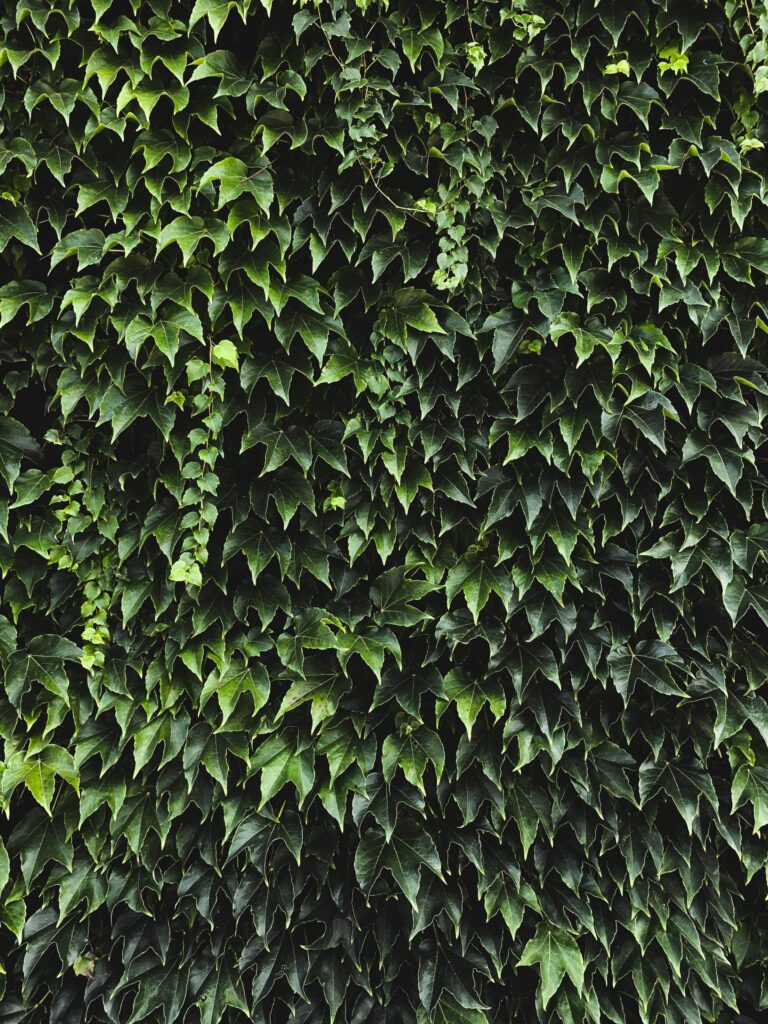 Ivy Texture Background Free Photo