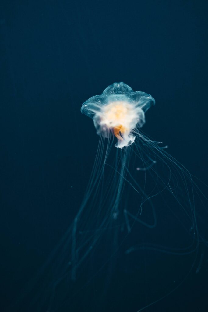 Jellyfish Aequorea Victoria Free Photo