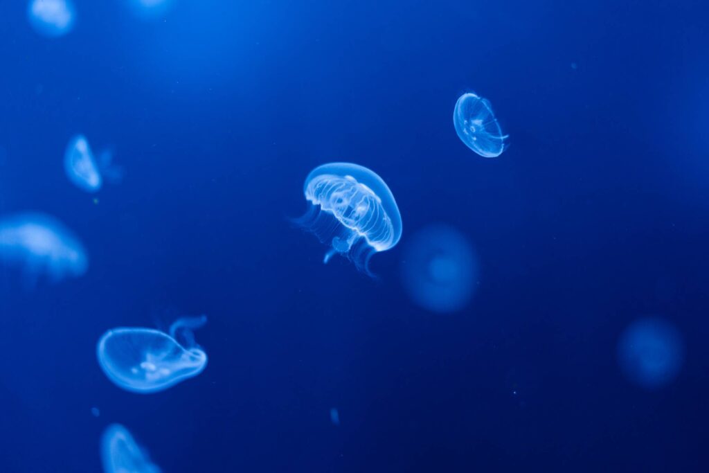 Jellyfish Aurelia Aurita Free Photo