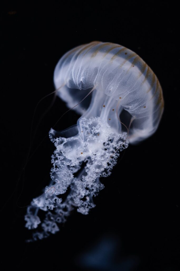 Jellyfish Chrysaora Pacifica Free Photo