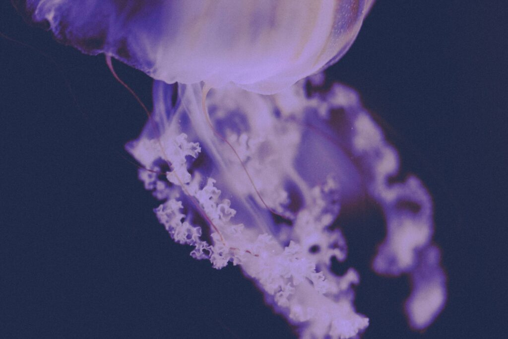 Jellyfish Chrysaora Pacifica Vintage Free Photo