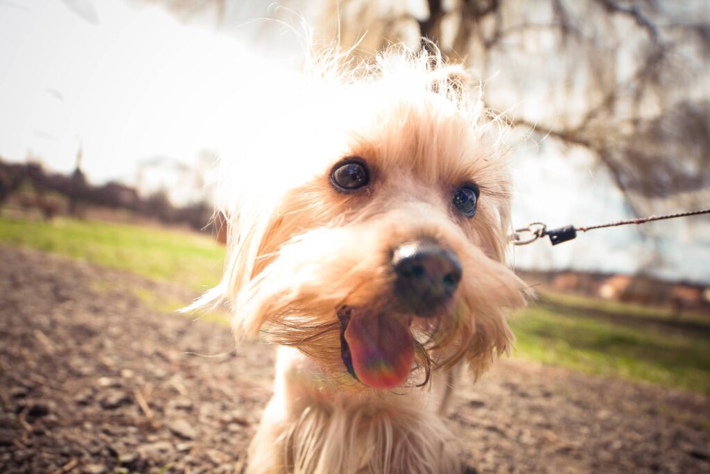 Just a Happy Yorkshire! Free Photo