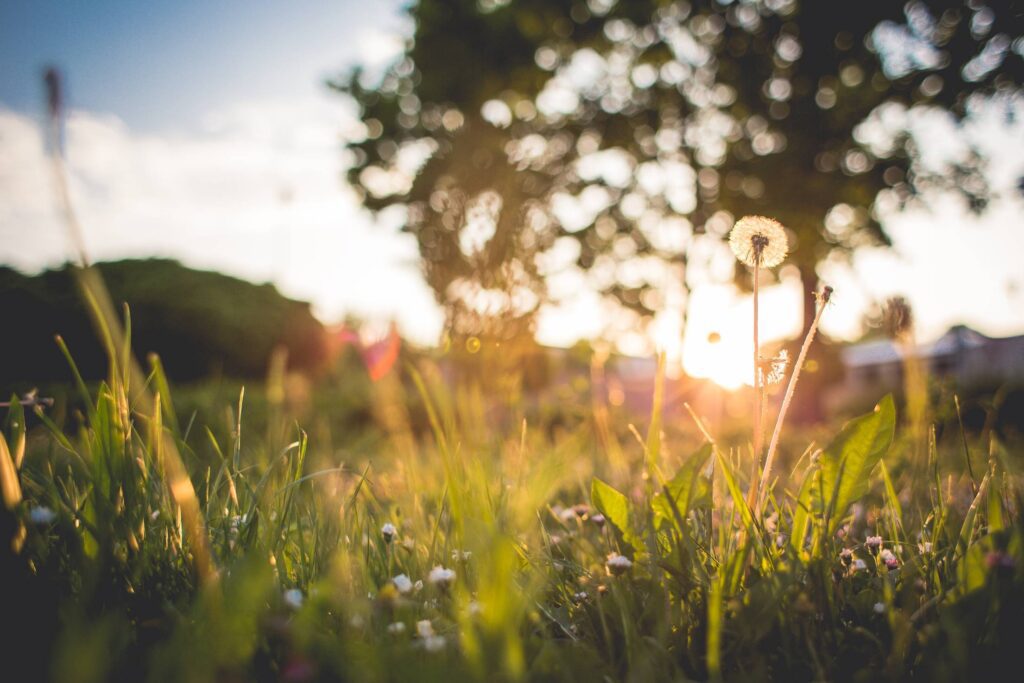 Just Another Grass Sunset Free Photo