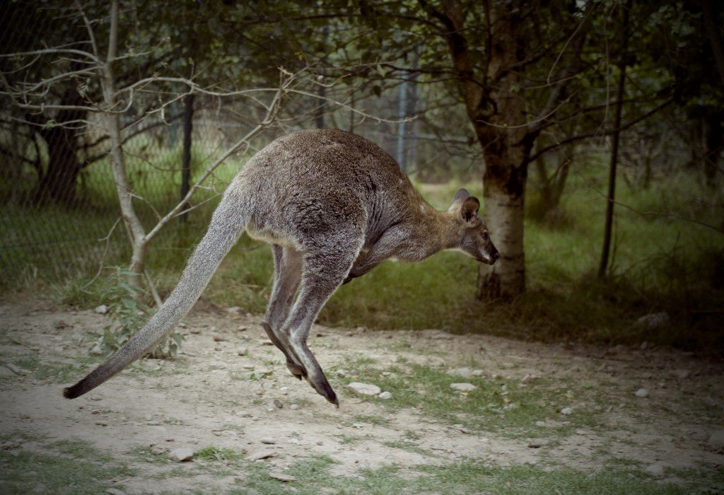 Kangaroo Jumping Free Stock HD Photo