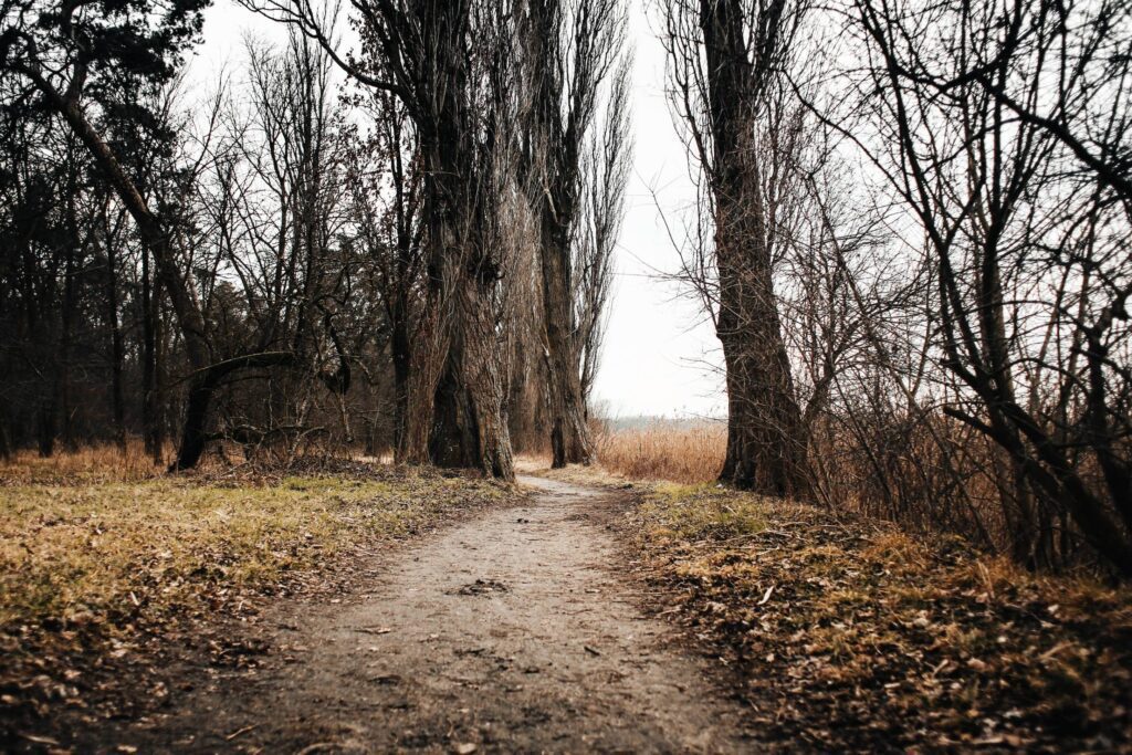 Lakeside Autumn/Winter Path Free Photo