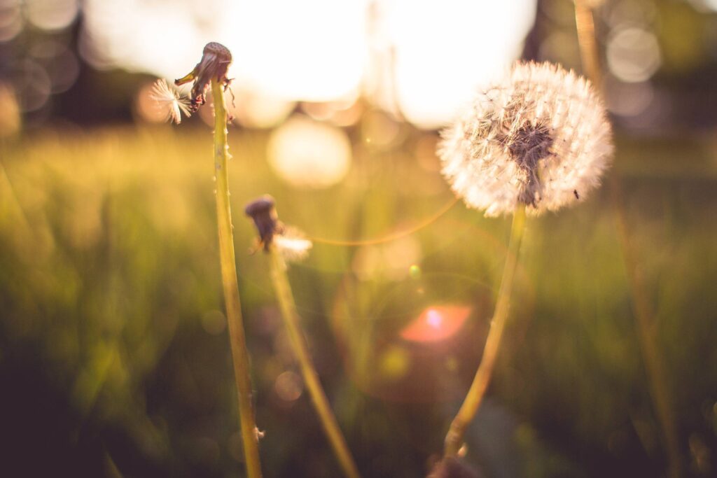 Last Blowball Trying To Survive Free Photo