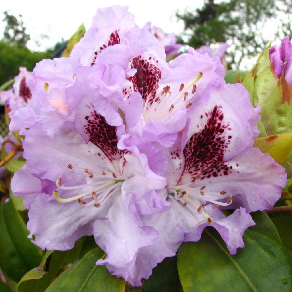 Lavender rhododendron Stock Free