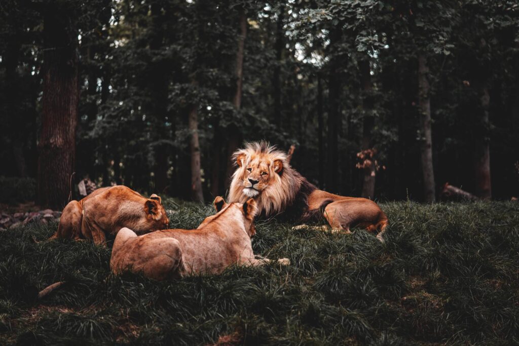 Lion with Two Lionesses Free Photo