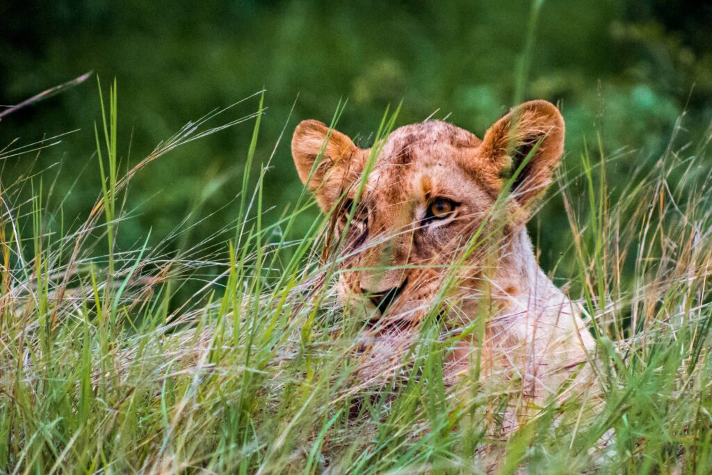 Lioness Free Photo