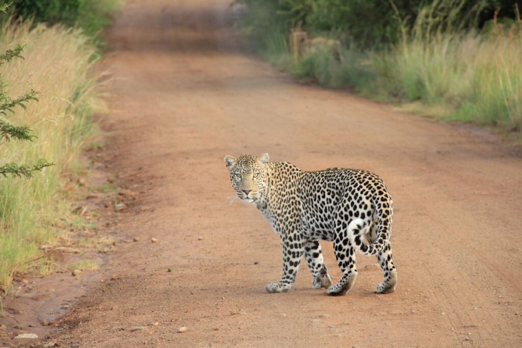 Leopard Stock Free