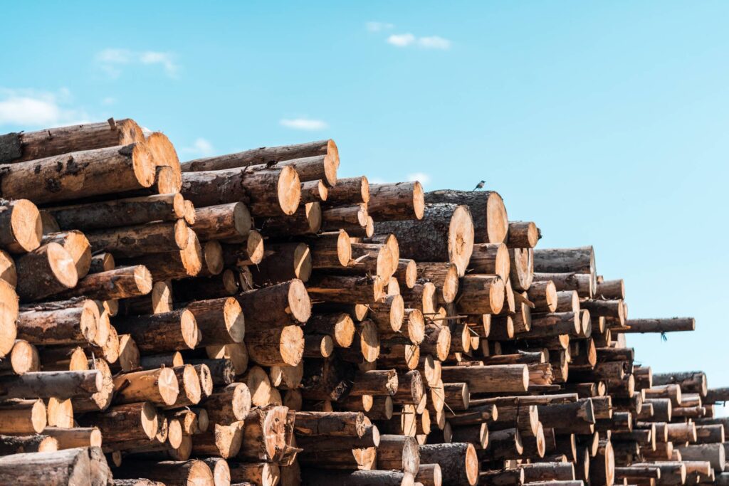 Little Bird on Pile of Felled Wood Logs Free Photo