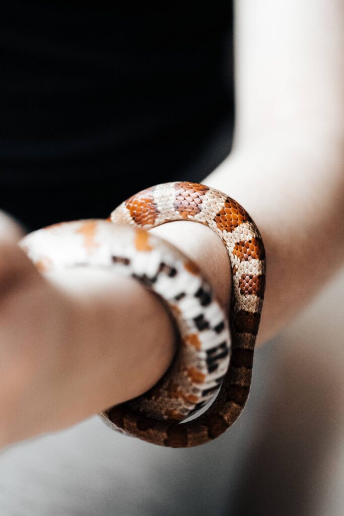 Little Corn Snake Around My Hand Free Photo