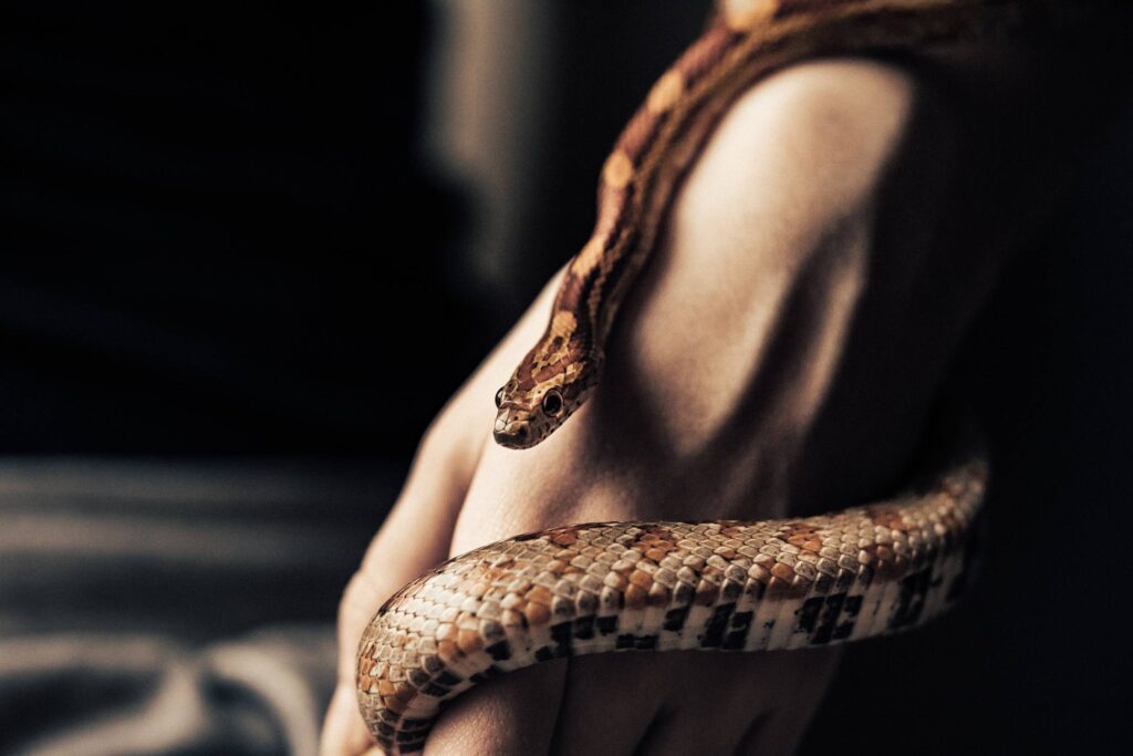 Little Corn Snake Free Photo