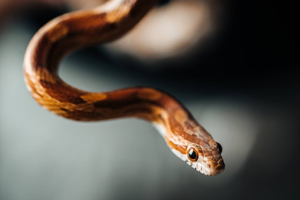 Little Corn Snake Portrait Free Photo