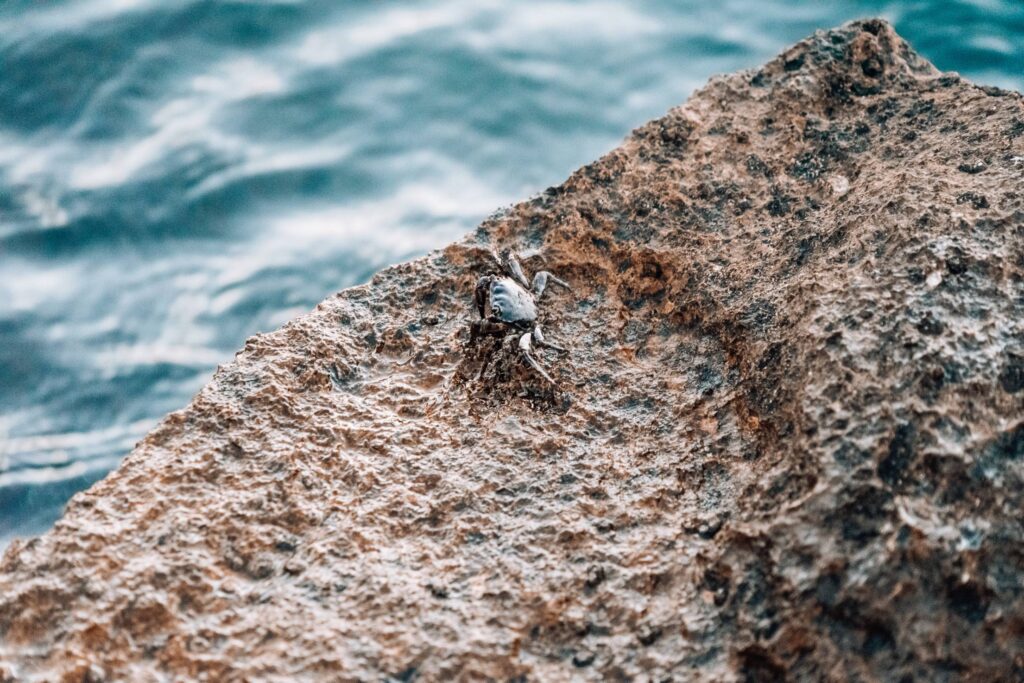 Little Crab on The Rocky Shore Free Photo