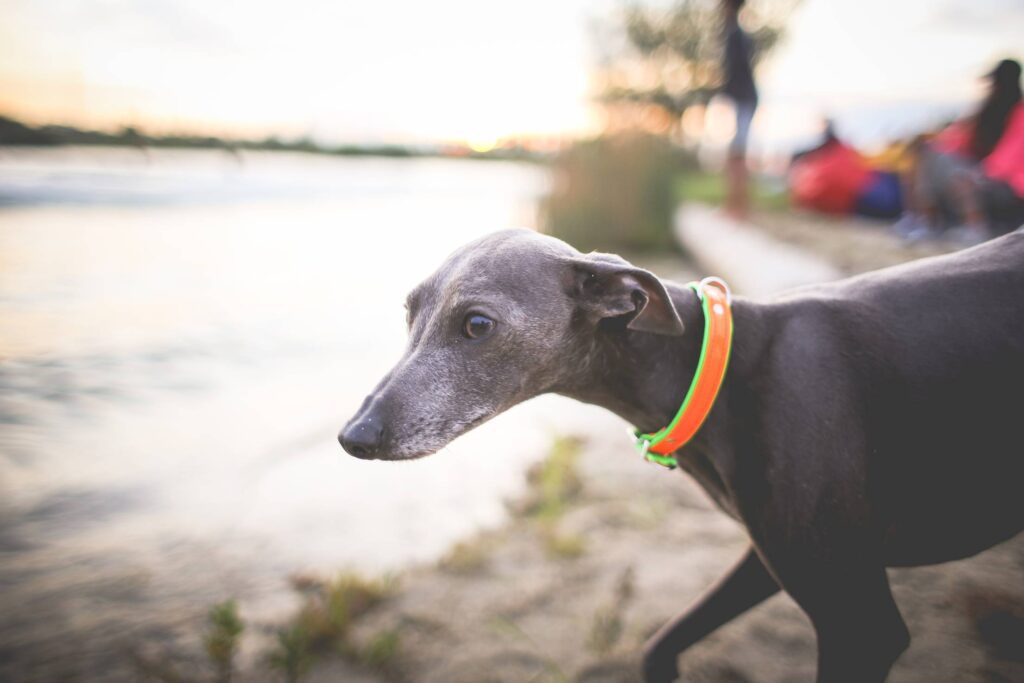 Little Greyhound Free Photo