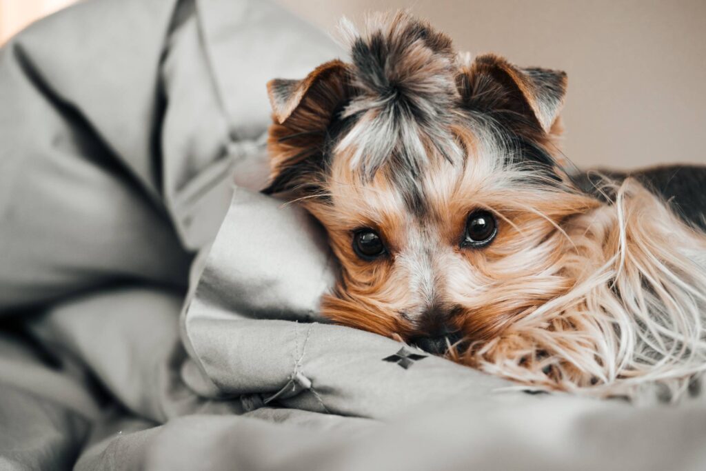 Little Jessie The Dog Resting in Bed Free Photo