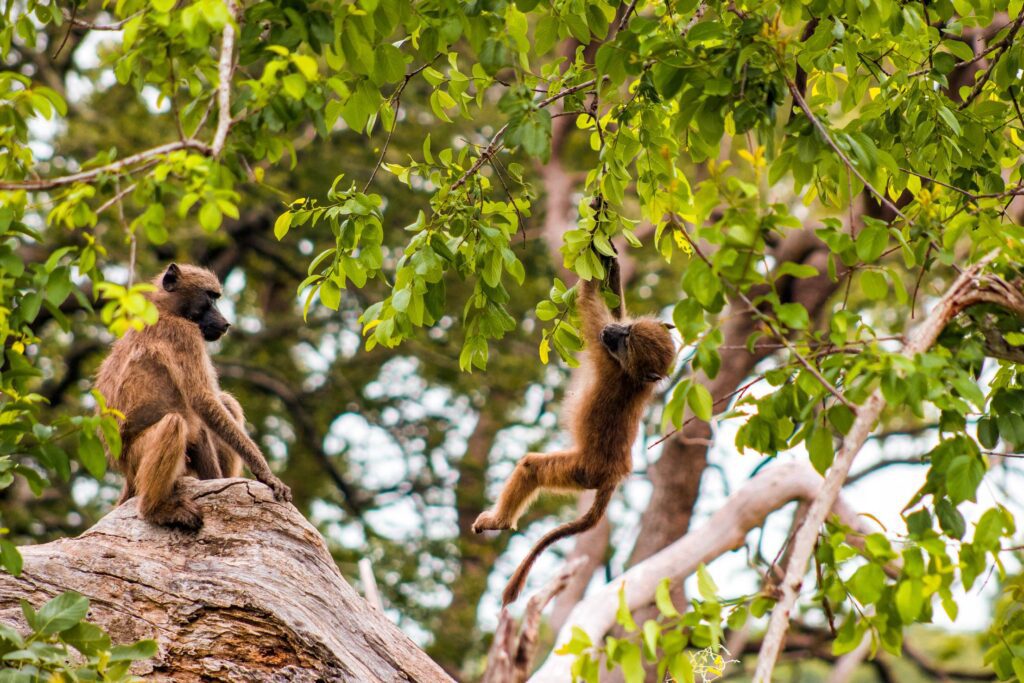 Little Monkey Hanging on a Tree in the Wild Free Photo