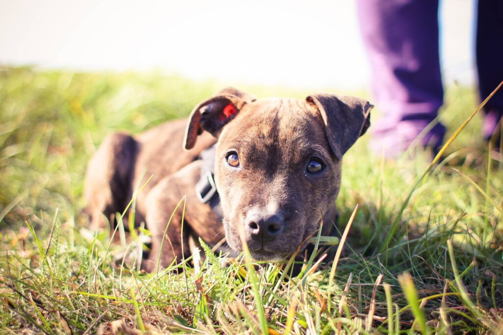 Little Pitbull Free Photo