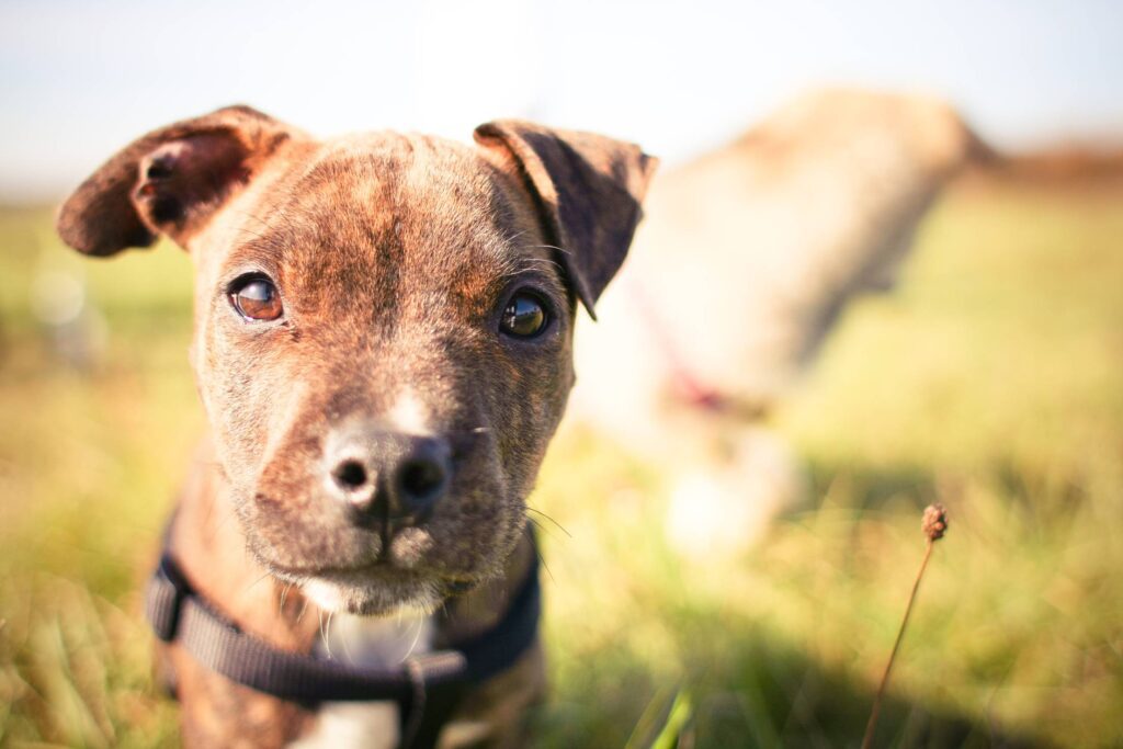 Little Pitbull’s Look Free Photo