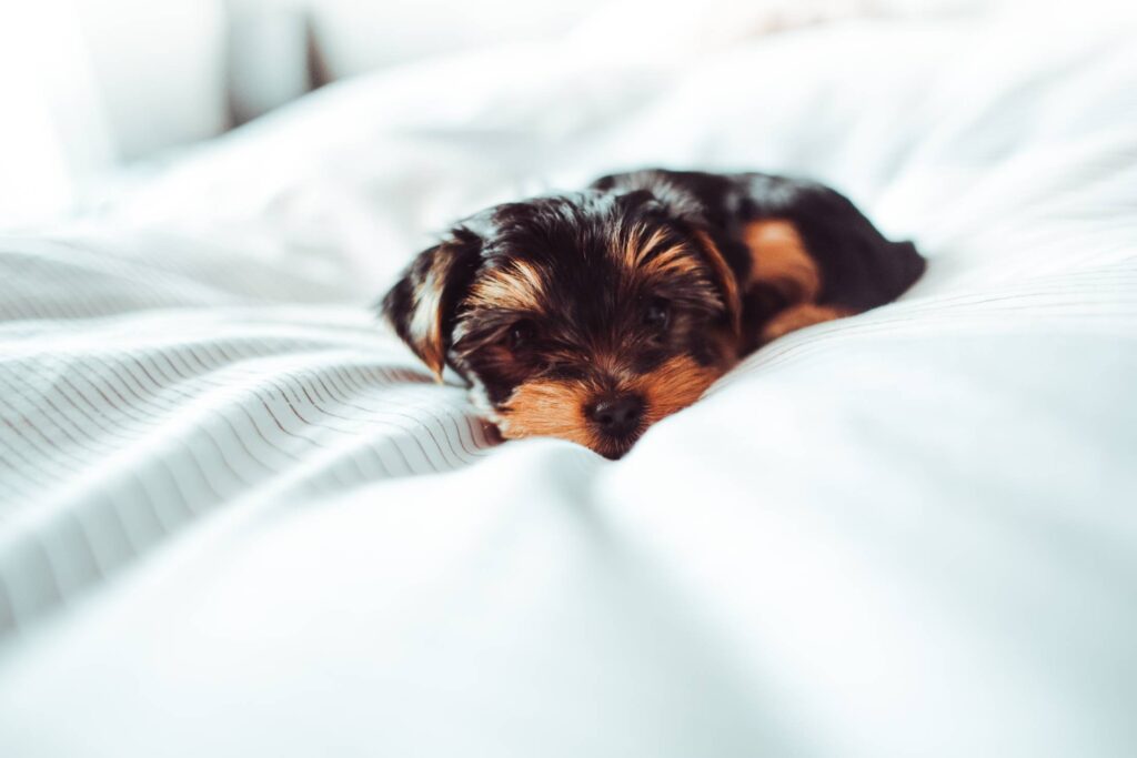 Little Puppy Laying in Bed Free Photo