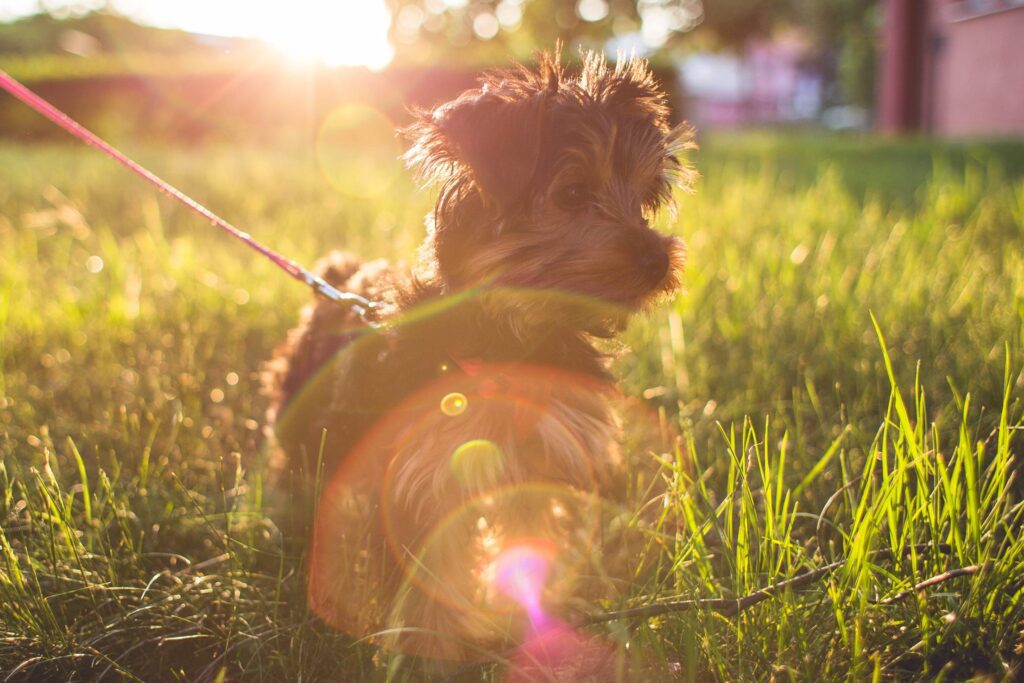 Little Yorkshire Terrier in Grass Free Photo