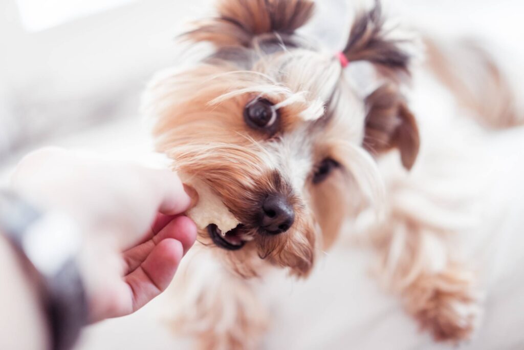 Little Yorkshire Terrier Wants Her Treats Free Photo