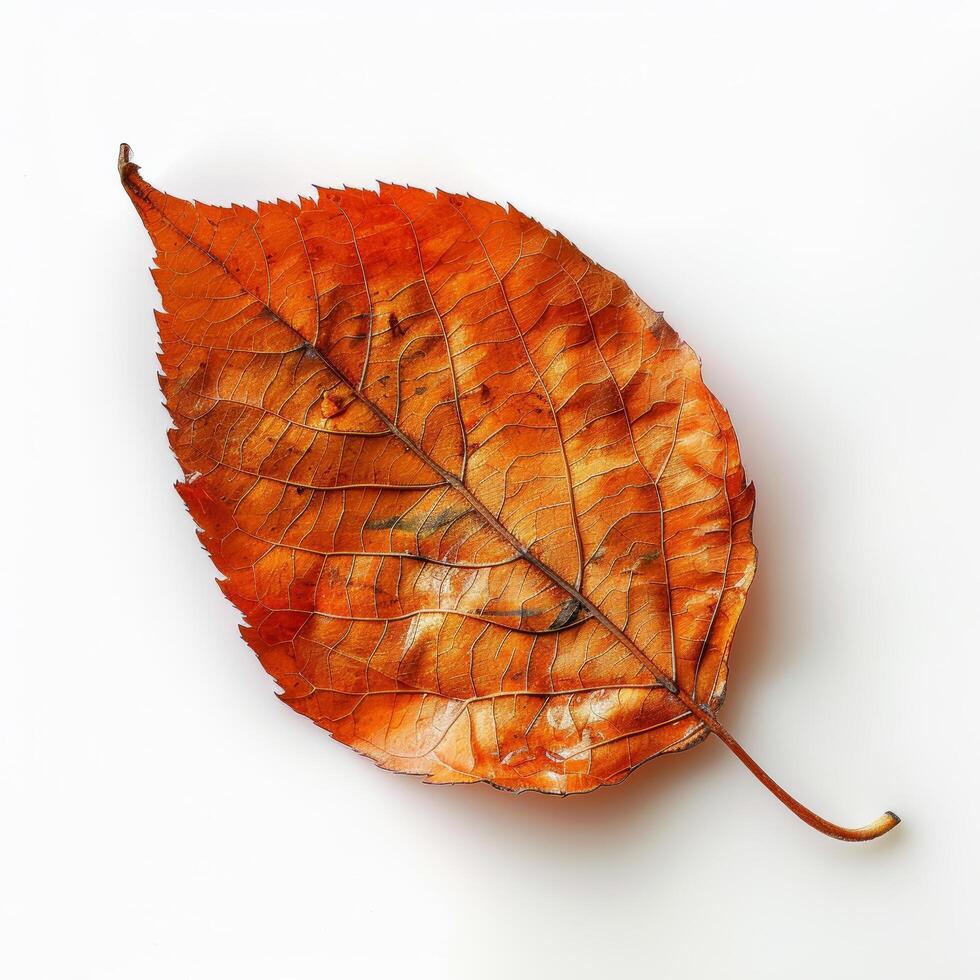 Lone Leaf on White Background Stock Free