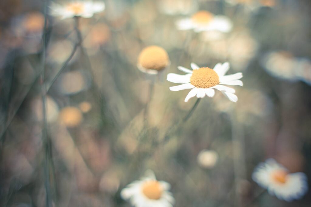 Lonely Daisy Free Photo