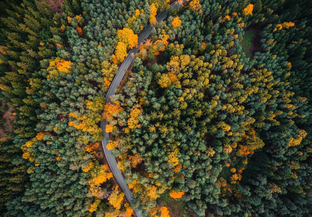 Lonely Road in the Woods Aerial From Above Free Photo