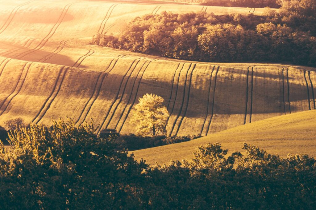 Lonely Tree Between Hills Free Photo