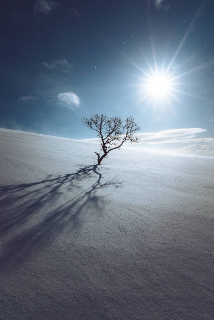 Lonely Tree in the Middle of the Snow Plain Free Photo