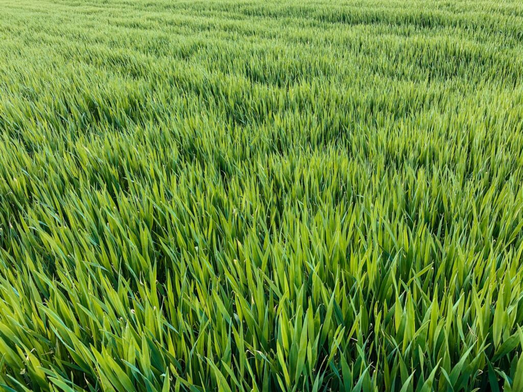 Long Grass Field Free Photo