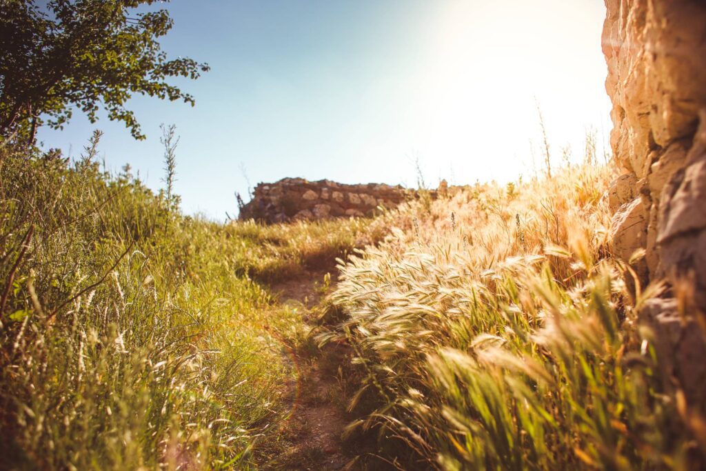 Long Path in Grass Free Photo