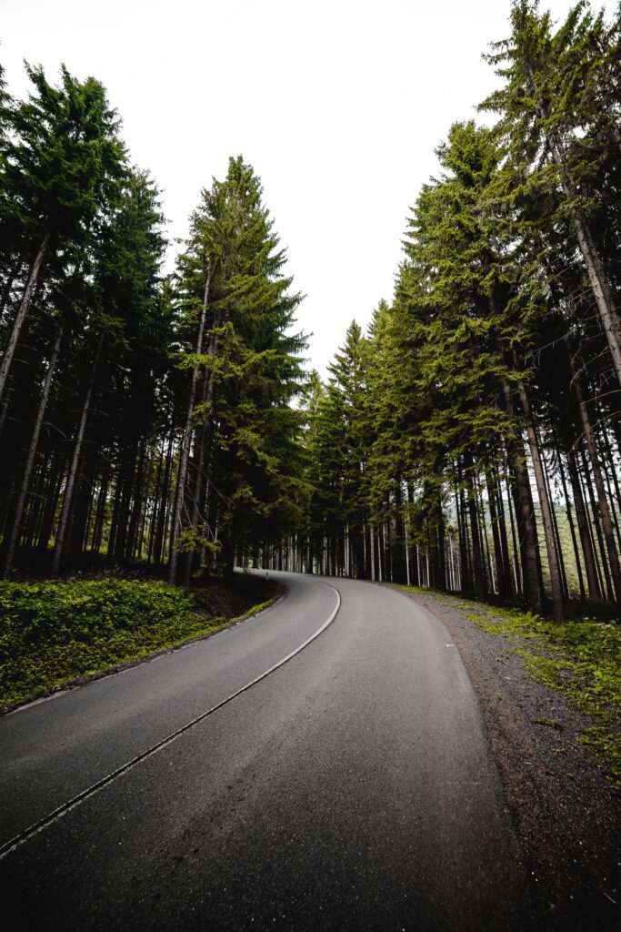 Long Road in Forest Vertical Free Photo