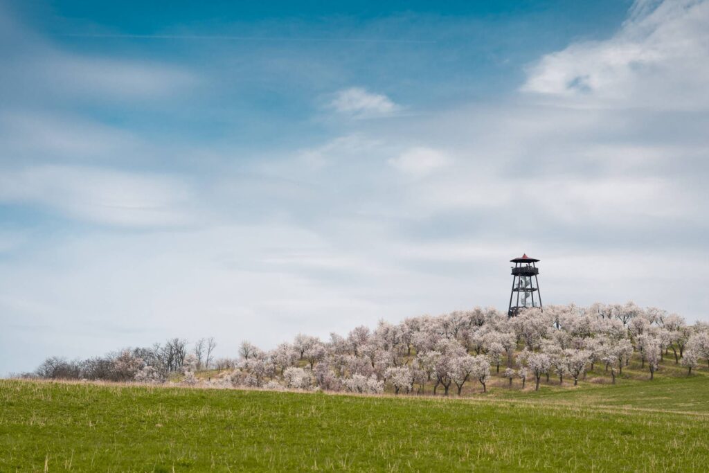 Lookout Hustopece Rozhledna Mandlonova Free Photo