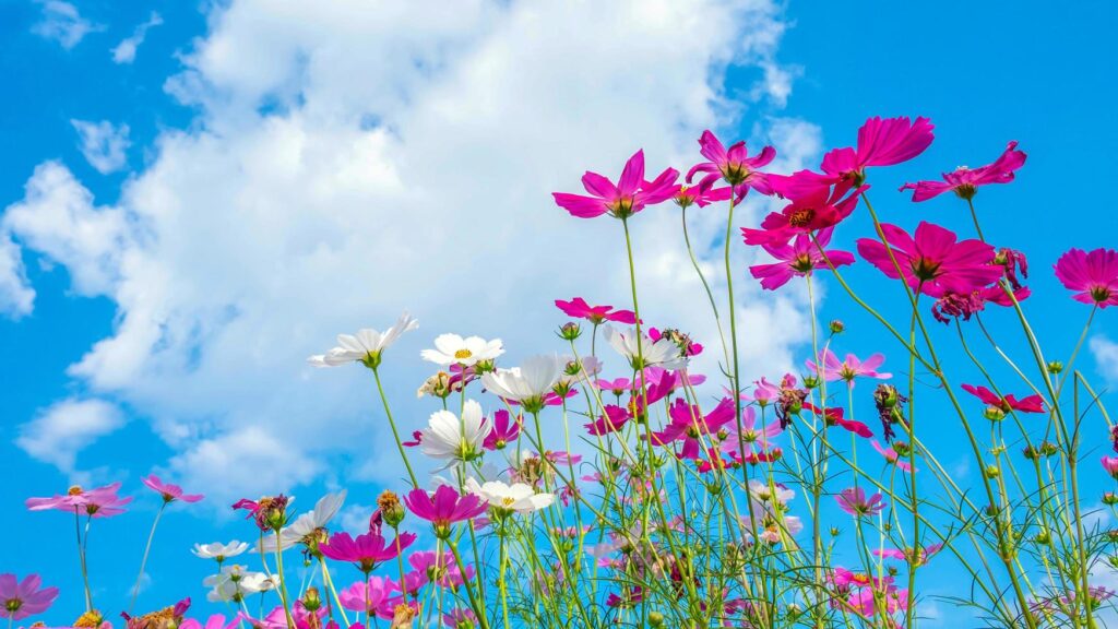 Low angle view of Beautiful colorful cosmos flower field with beautiful sky and clouds. close up Cosmos flower background. Stock Free