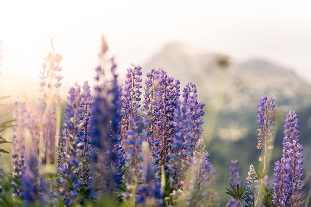 Lupines Mountain Flowers Free Photo