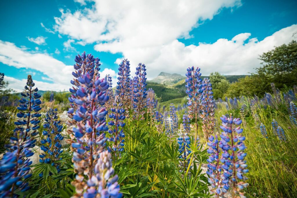 Lupines Mountain Flowers #2 Free Photo