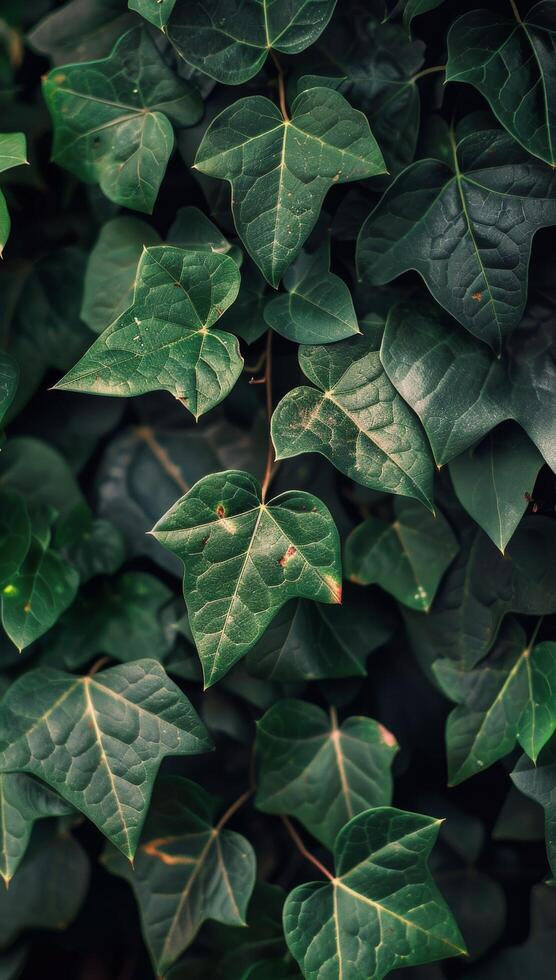 Lush Green Leaves Close Up, Natural Background Texture Stock Free