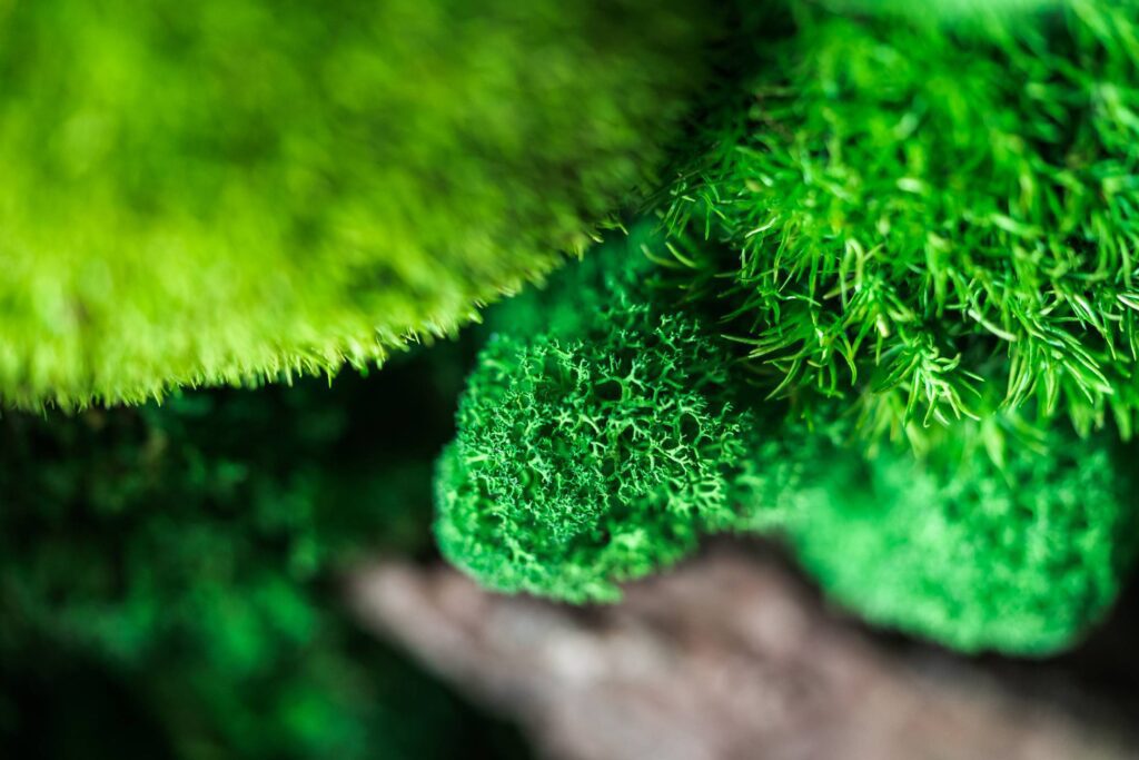 Macro Detail of Moss Free Photo