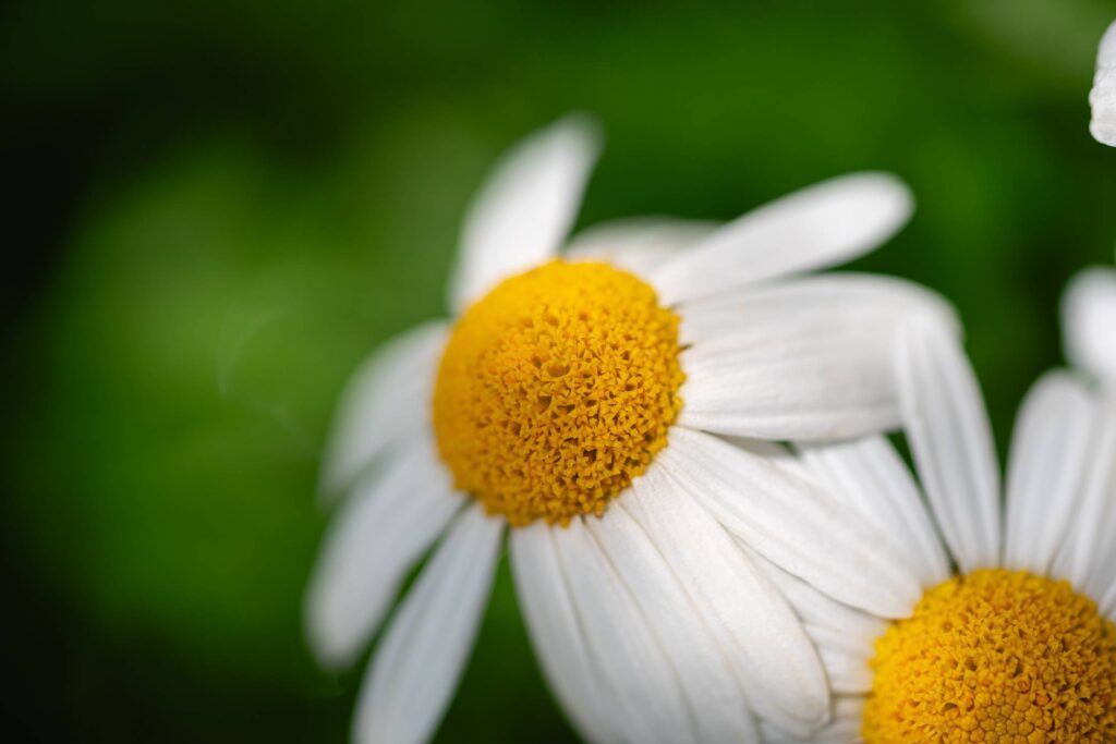 Macro Photo of a Daisy Flower Free Photo