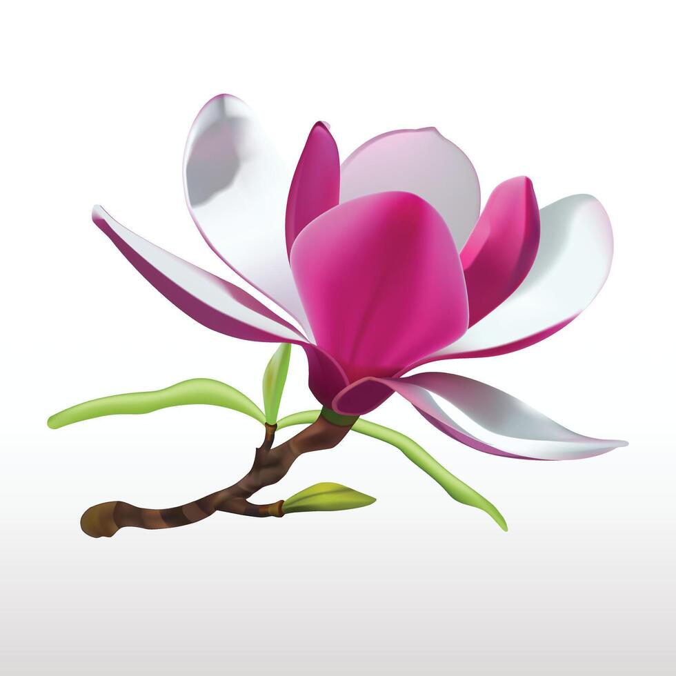 Magnolia flowers isolated. 3d realistic icon Stock Free