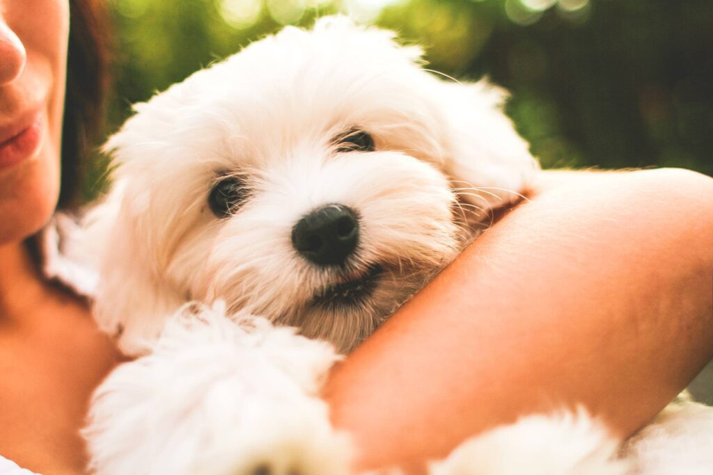 Maltese Dog Puppy Free Photo